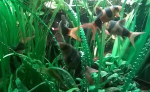 Prachtschmerlen in einem reichlich bepflanzten Aquarium