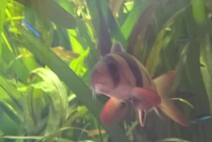 Prachtschmerle mit Neon im Aquarium Prachtschmerle mit Neon im Aquarium