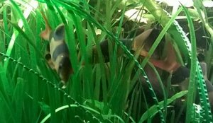 Prachtschmerlen hinter Pflanzen im Aquarium