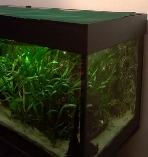 Aquarium mit Gitternetz-Abdeckung im Sommer Aquarium mit Gitternetz-Abdeckung im Sommer